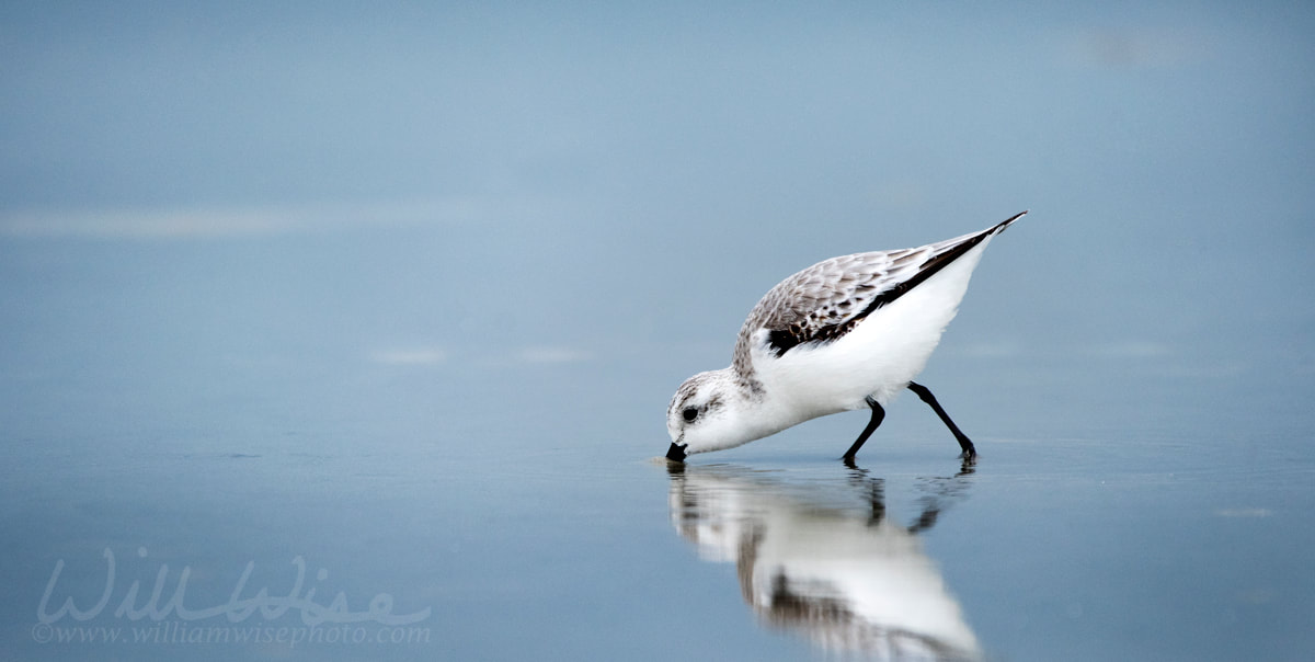 Sanderling sandpiper shore bird on Hilton Head Island Beach, South Carolina Picture