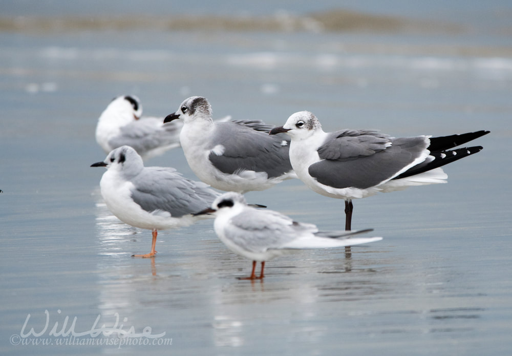 Seagulls on the beach at Hilton Head Island Beach, South Carolina Picture