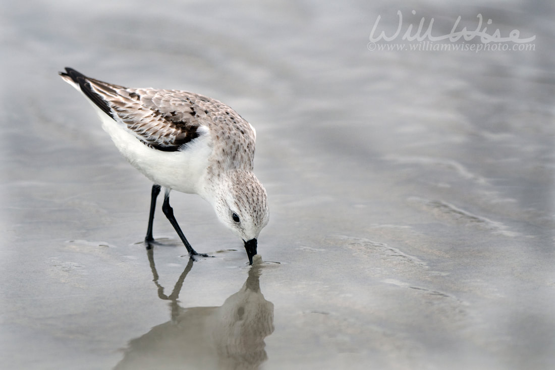 Sanderling sandpiper shore bird on the Hilton Head Island Beach Picture