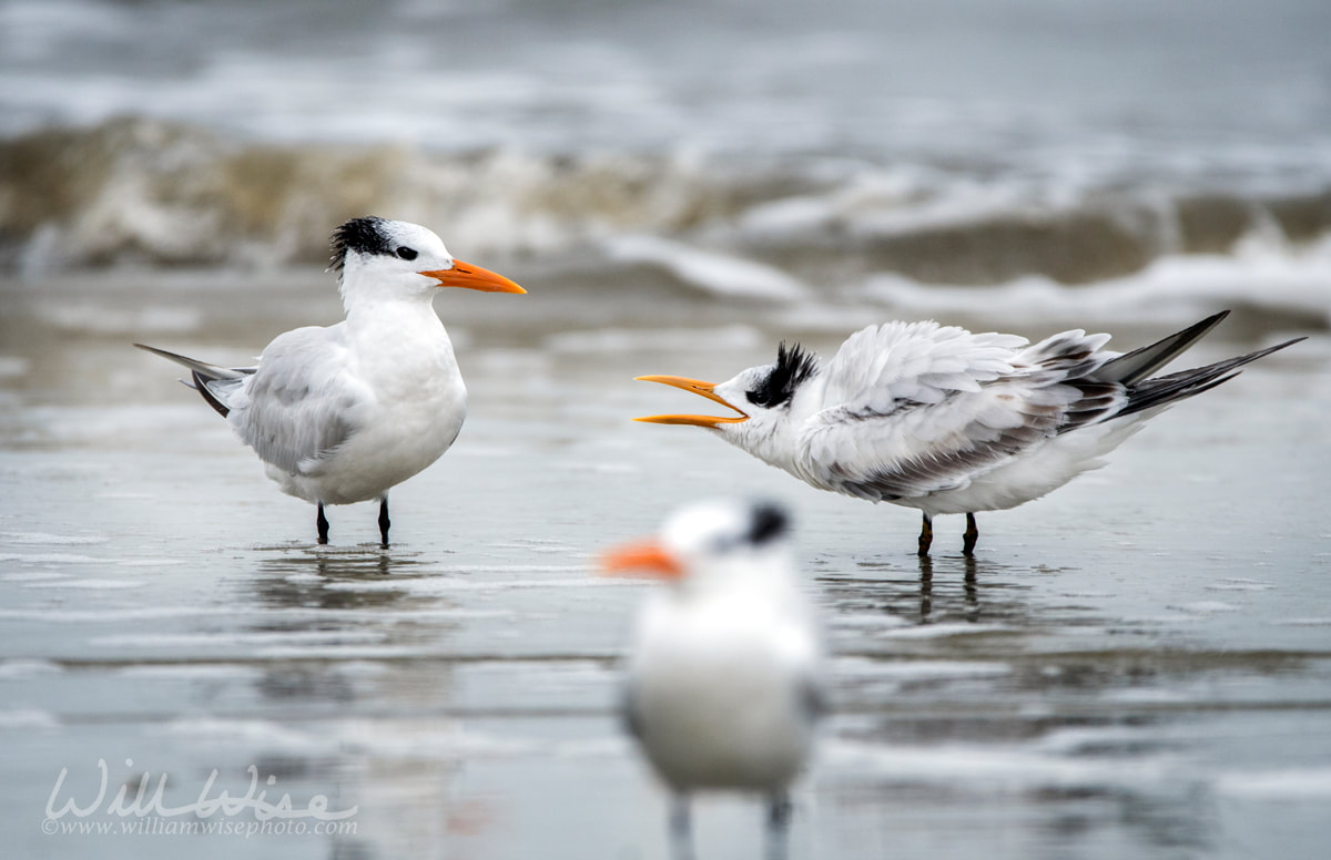 Male Royal Terns on Hilton Head Island Beach, South Carolina Picture
