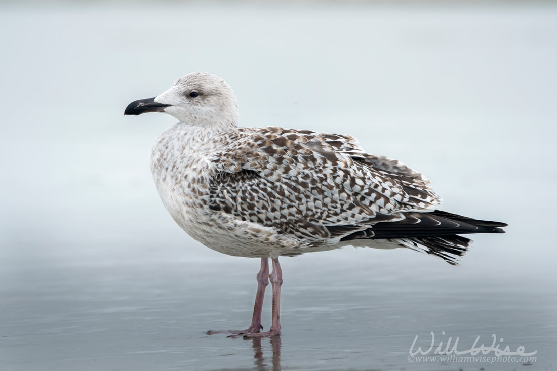 Great Black Backed Gull juvenile plumage on the Atlantic ocean beach on Hilton Head Island, South Carolina, USA Picture