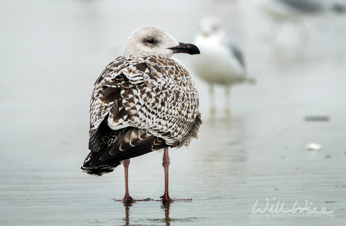Great Black Backed Gull juvenile plumage on the Atlantic ocean beach on Hilton Head Island, South Carolina, USA Picture
