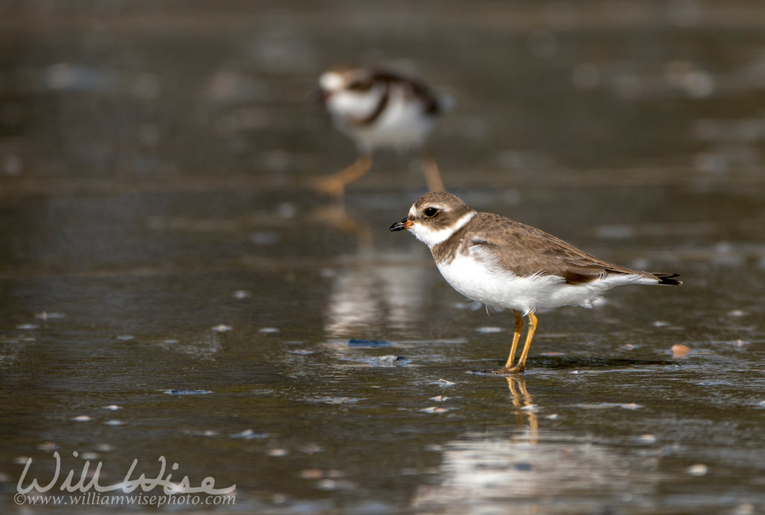 Semipalmated Plover shorebird on the Atlantic ocean beach on Hilton Head Island, South Carolina, USA Picture
