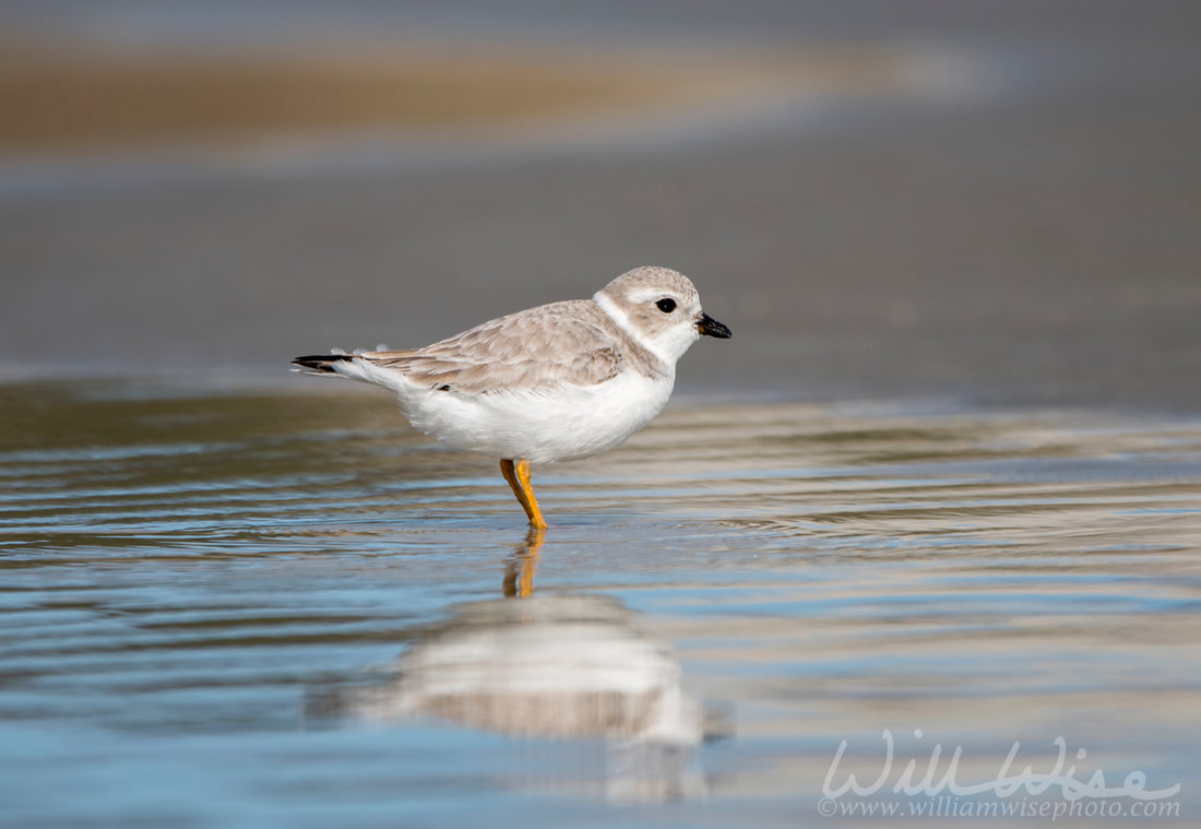 Piping Plover shorebird on the Atlantic ocean beach on Hilton Head Island, South Carolina, USA Picture