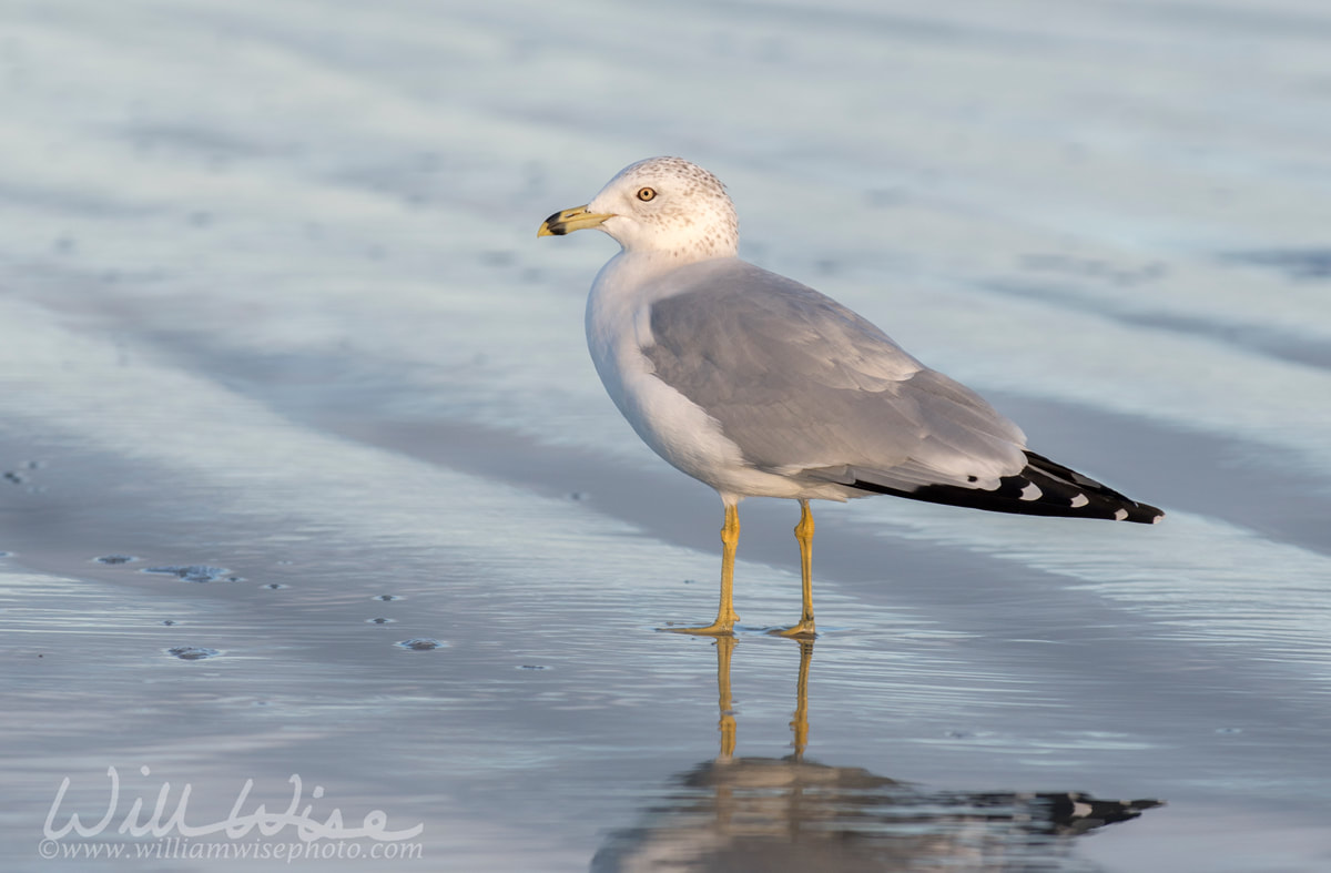 Ring-billed Gull on the Atlantic ocean beach on Hilton Head Island, South Carolina, USA Picture