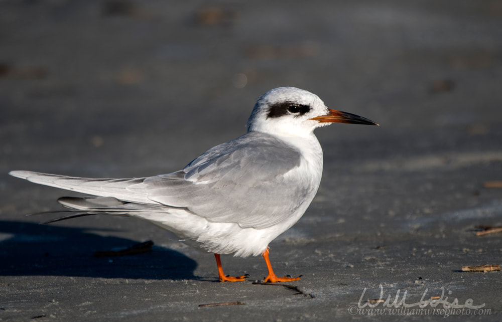 Forsters Tern on Hilton Head Island Beach, South Carolina Picture