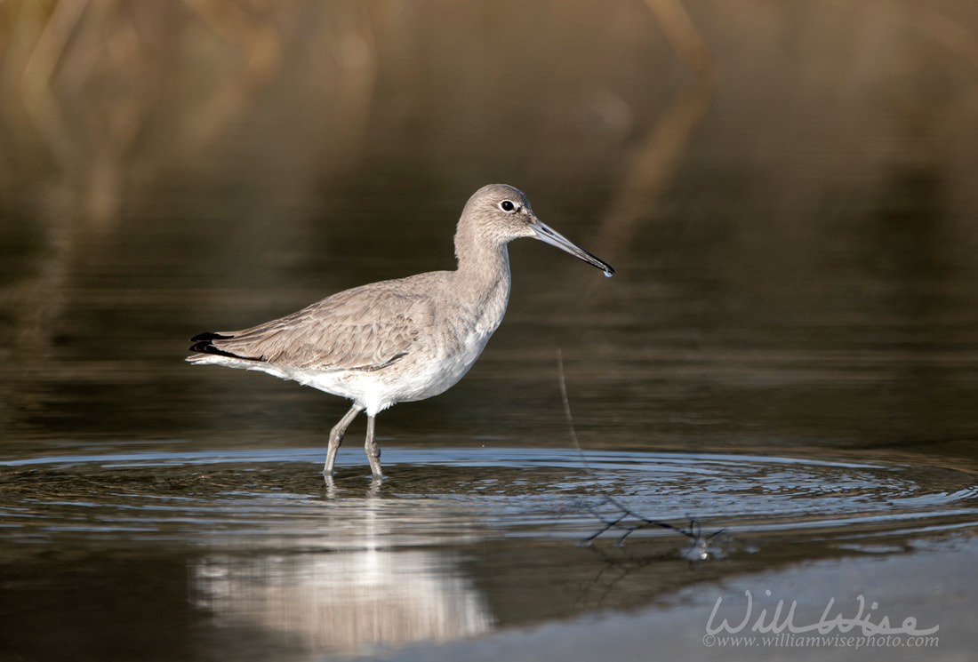 Willet shorebird wading in a lagoon on Hilton Head Island, South Carolina, USA Picture
