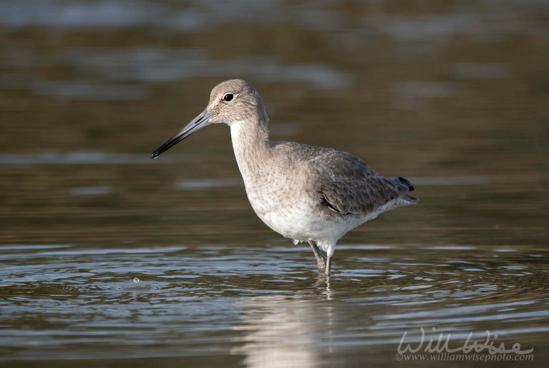 Willet shorebird wading in a lagoon on Hilton Head Island, South Carolina, USA Picture