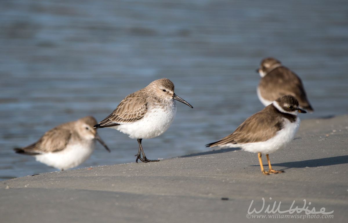 Dunlin shorebird on the Atlantic ocean beach on Hilton Head Island Picture