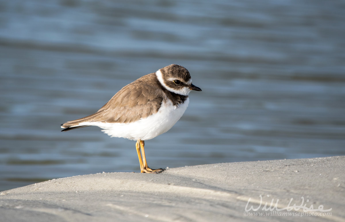 Semipalmated Plover shorebird on the Atlantic ocean beach on Hilton Head Island Picture