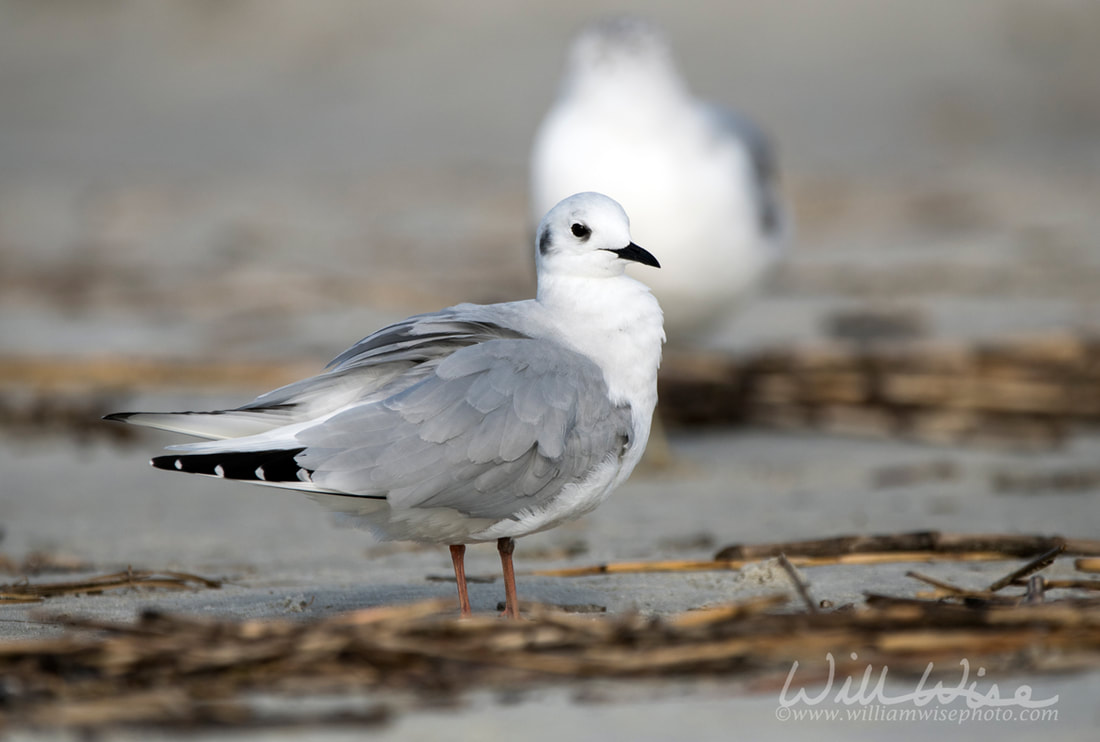 Bonaparte's Gull preening on the Atlantic ocean beach on Hilton Head Island, South Carolina, USA Picture