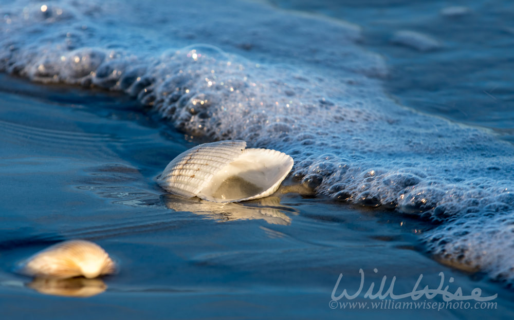 Sea shells at low tide on the Atlantic Ocean beach on Hilton Head Island Picture