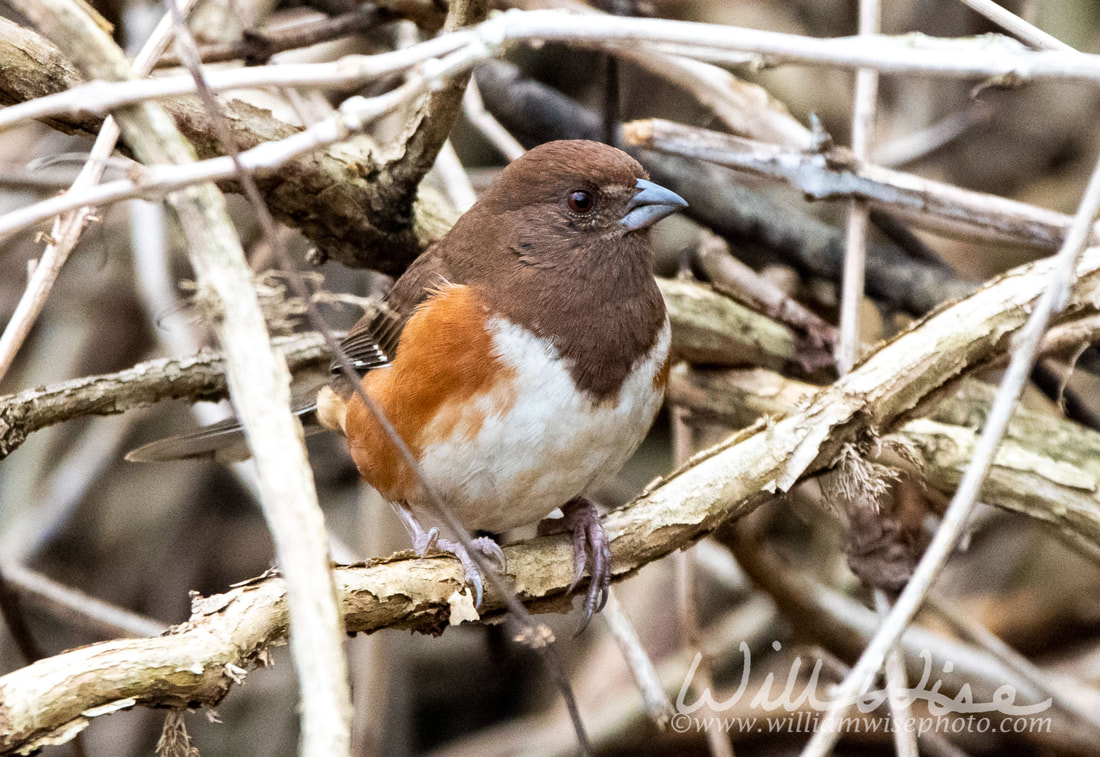 Easter Towhee birding Picture