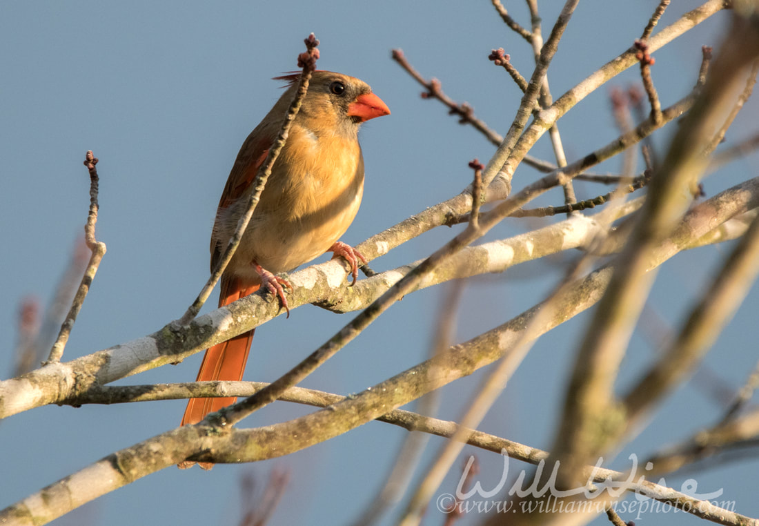 Northern Cardinal Picture