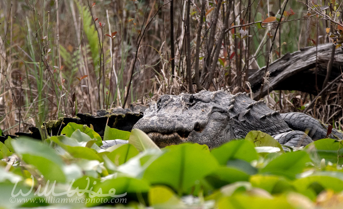Okefenokee Alligator Picture