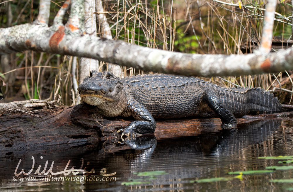 Alligator stretched out on a long in the sun; Okefenokee Swamp, Georgia Picture