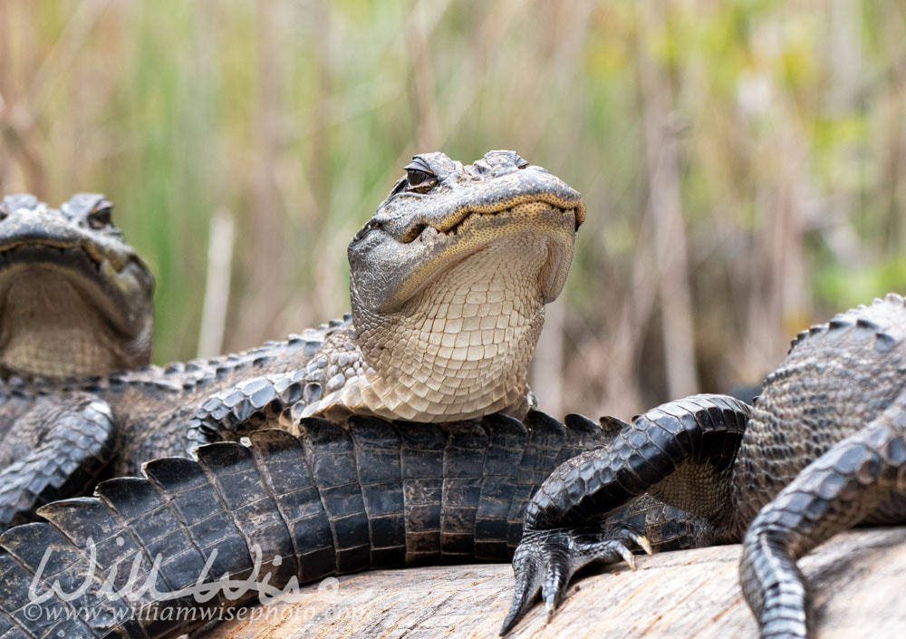 Young alligator on cypress log in the Okefenokee Swamp Georgia Picture