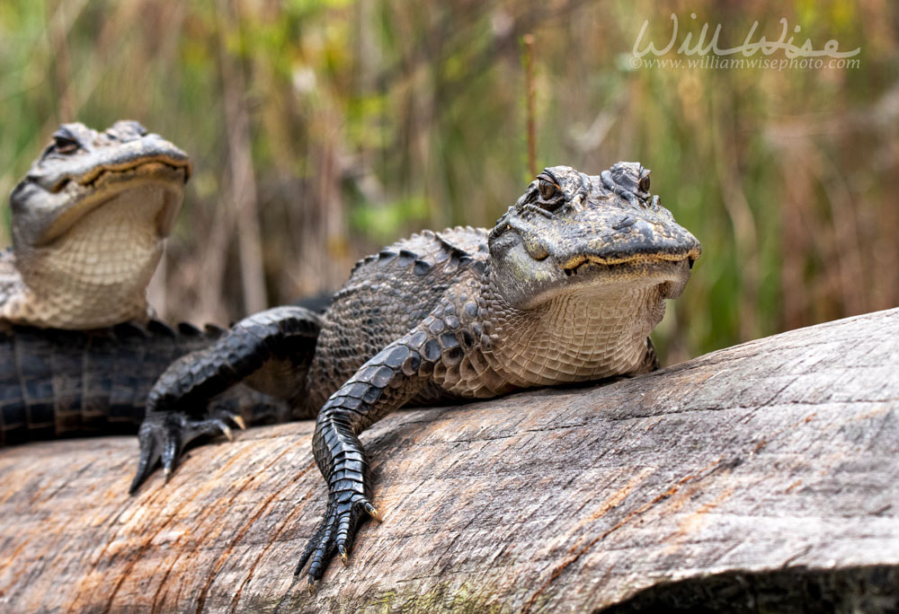 Young alligator on cypress log in the Okefenokee Swamp Georgia Picture