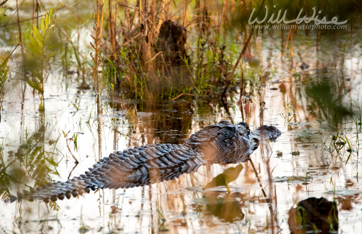 Okefenokee Alligator