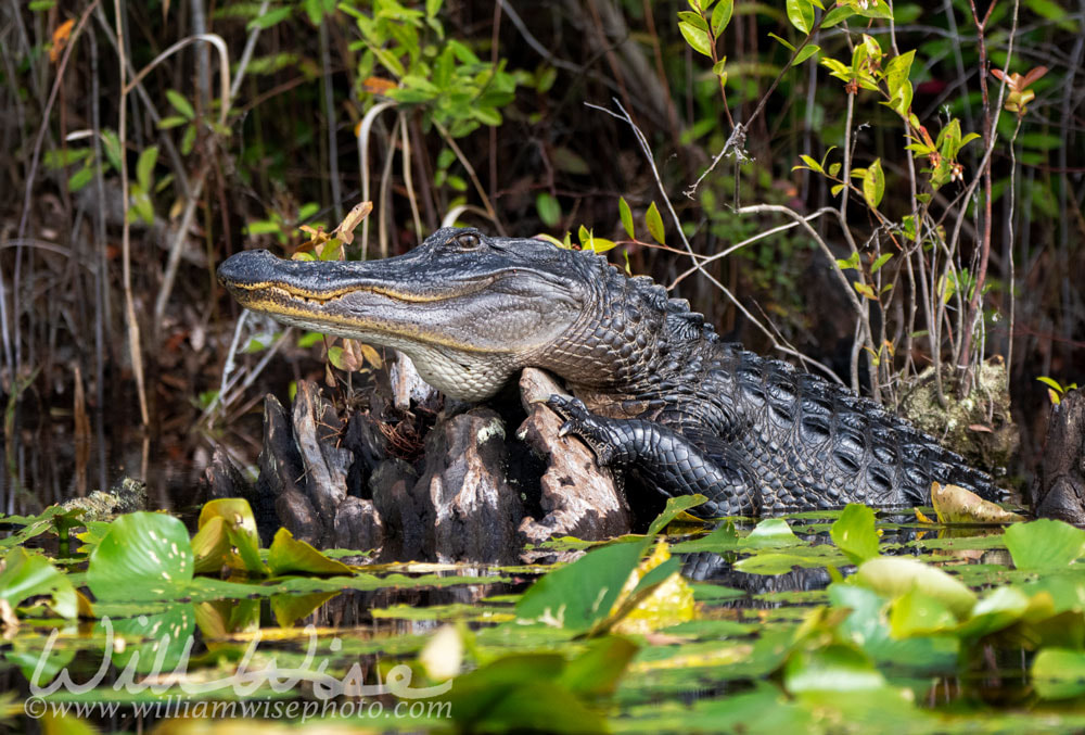 Alligator Apex Predator Picture