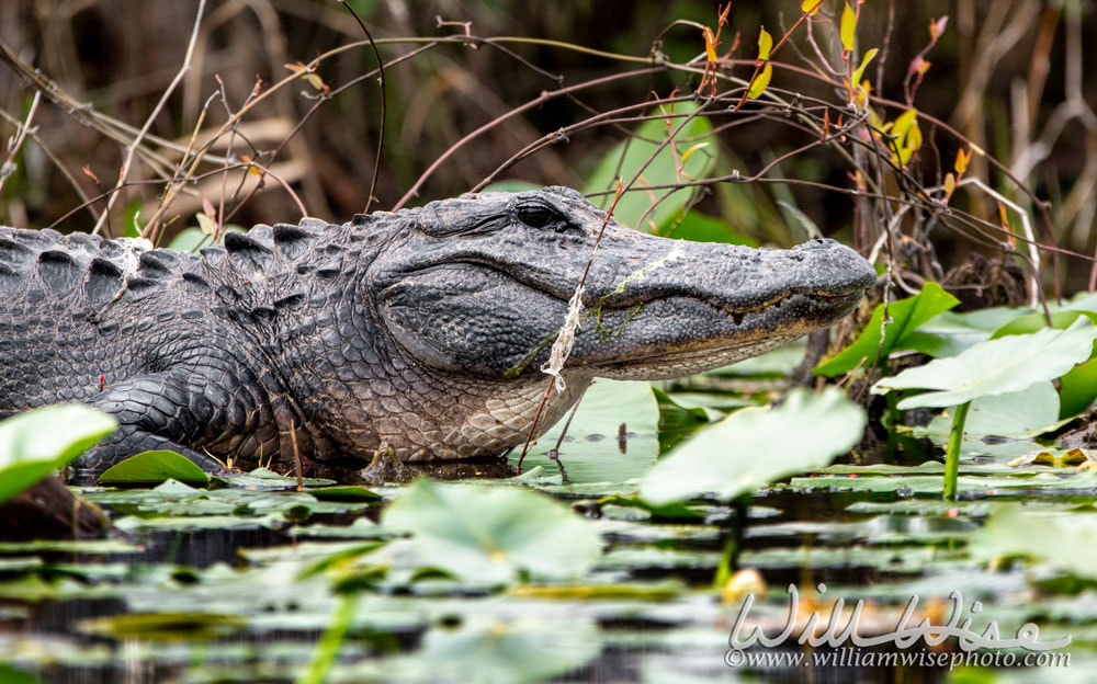 Huge American Alligator on bank of Billy`s Lake in the Okefenokee Swamp, Georgia Picture