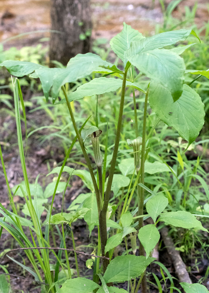 Jack-in-the-Pulpit