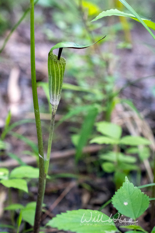 Jack-in-the-Pulpit
