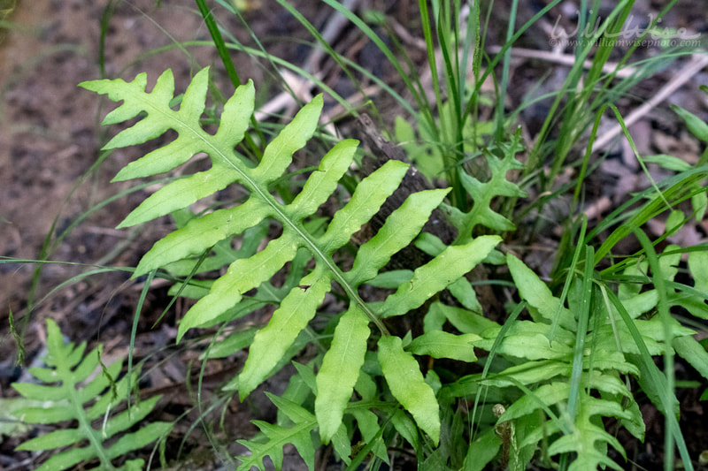Netted Chain Fern
