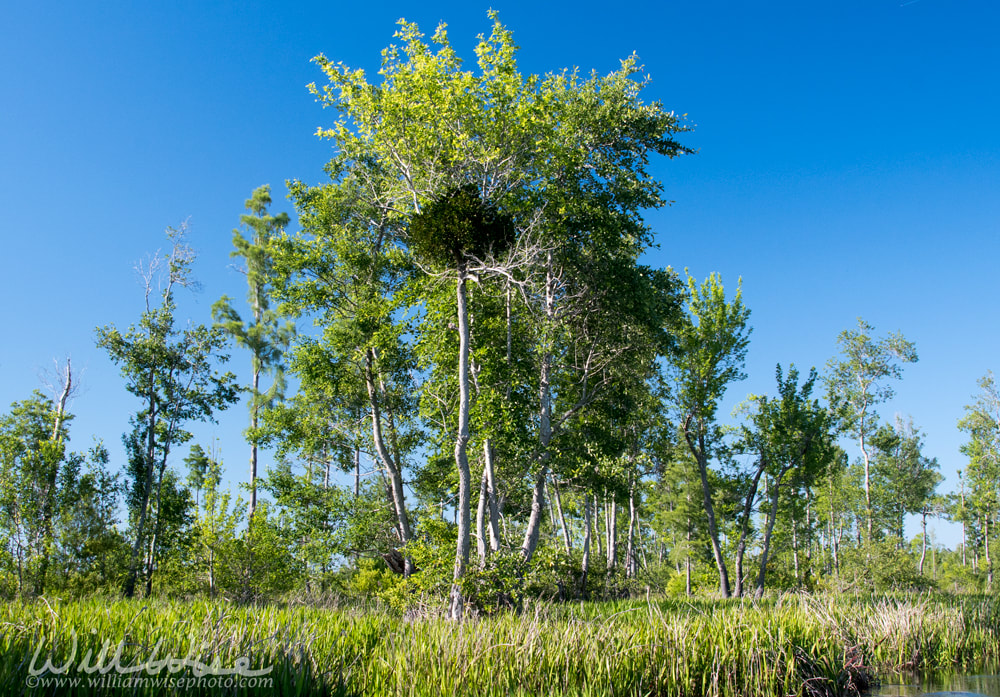 American mistletoe, eastern mistletoe, hairy mistletoe, oak mistletoe Picture