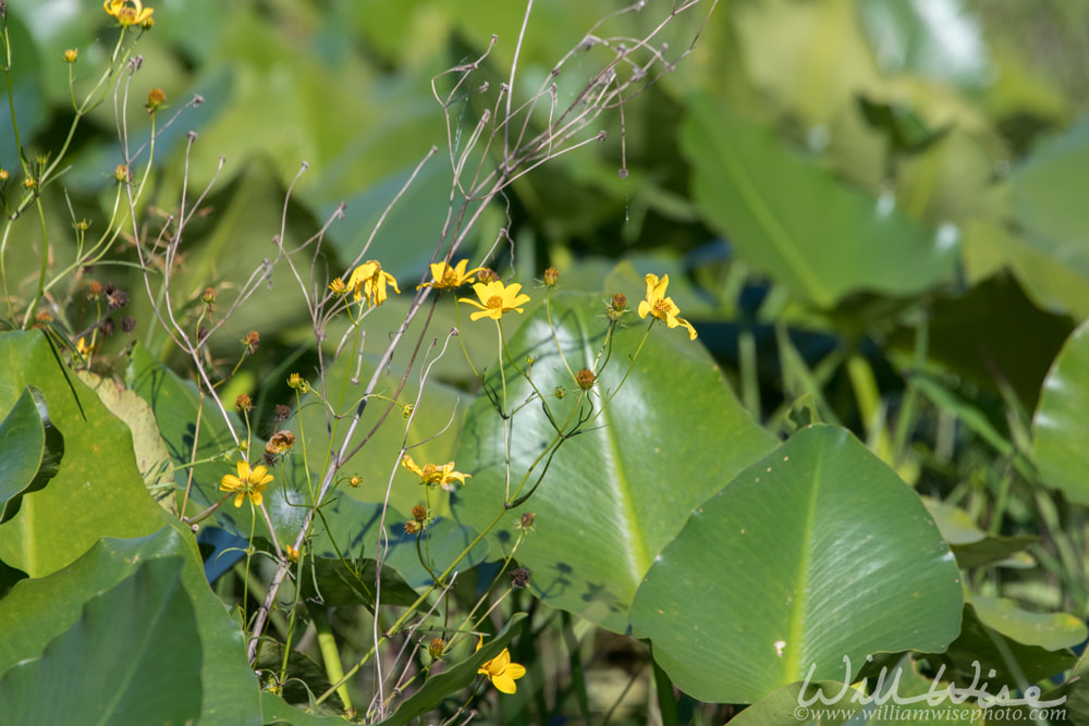 Bidens Bur marigold yellow wildflowers and yellow Spatterdock lily pads  Okefenokee Swamp, Georgia Picture