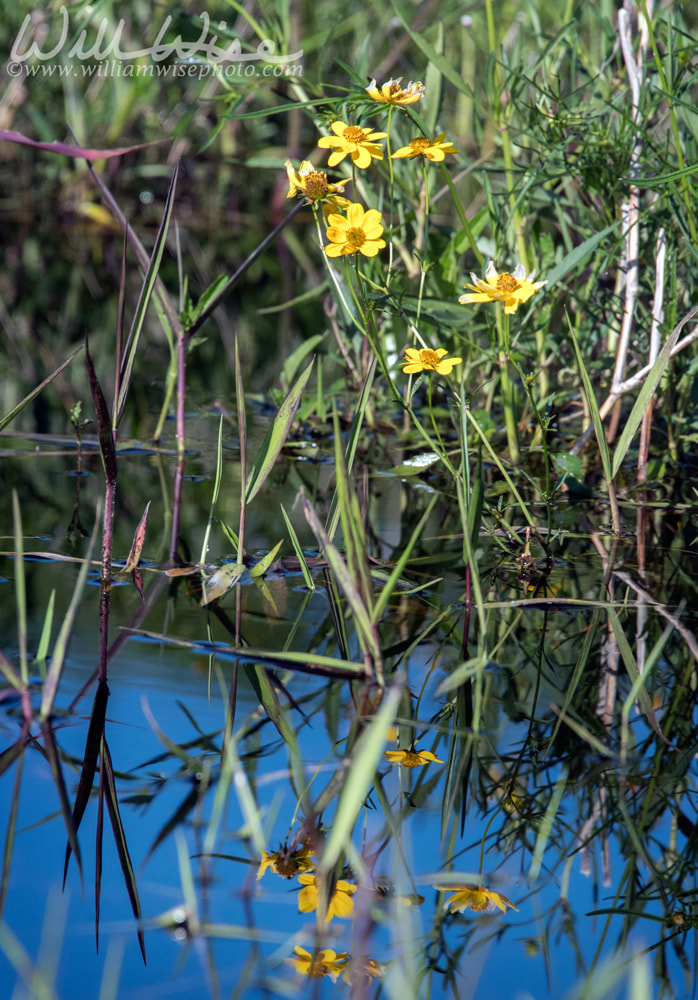 Bidens Bur marigold yellow wildflowers Okefenokee Swamp, Georgia Picture