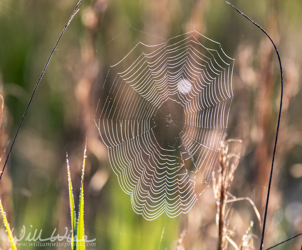 Spider Web Picture