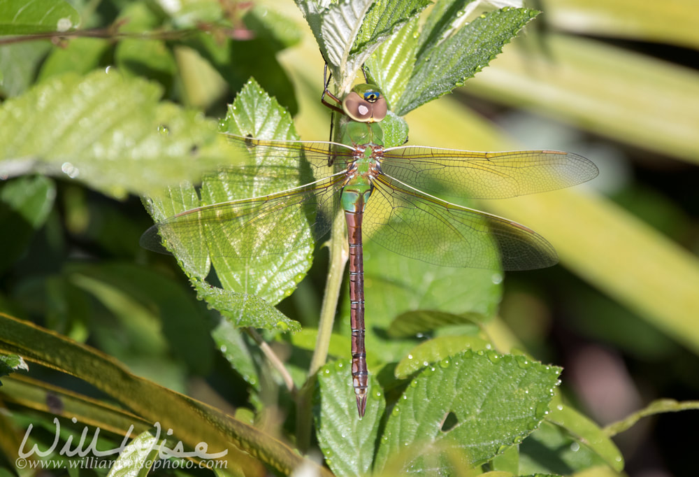 Common Green Darner dragonfly Okefenokee Swamp, Georgia Picture