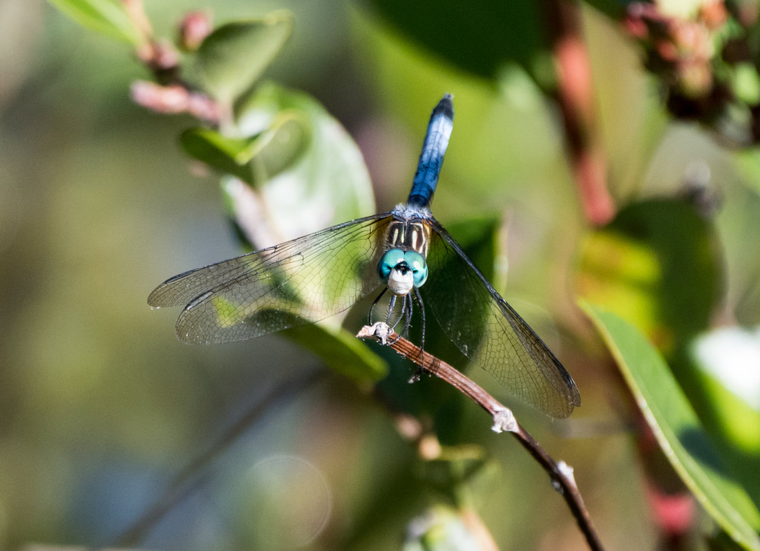 Blue Dasher Dragonfly Picture