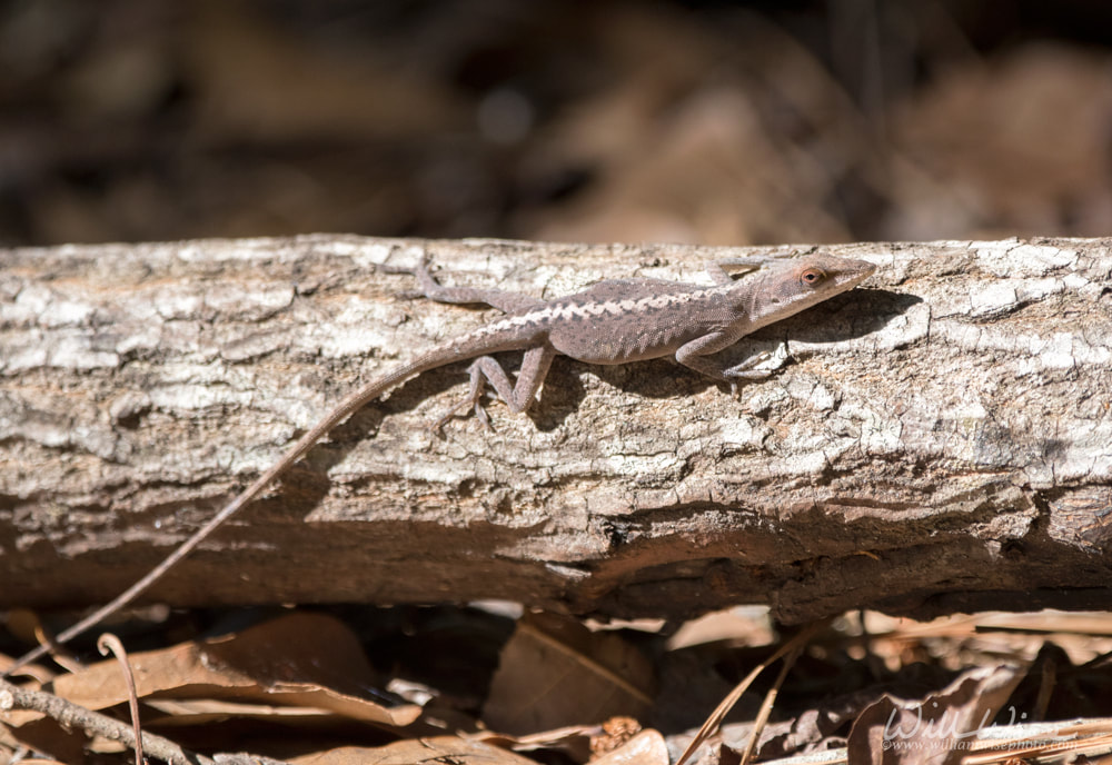 Green Anole Lizard in the Okefenokee Swamp, Georgia Picture