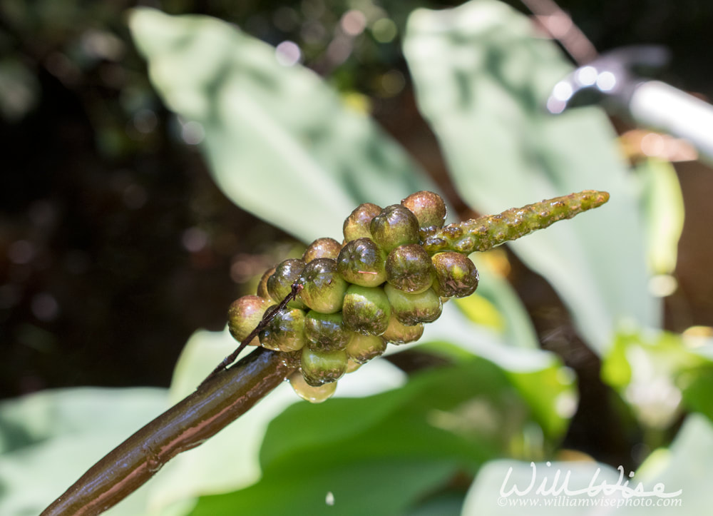 Green fruit of the Golden Club Neverwet plant Picture