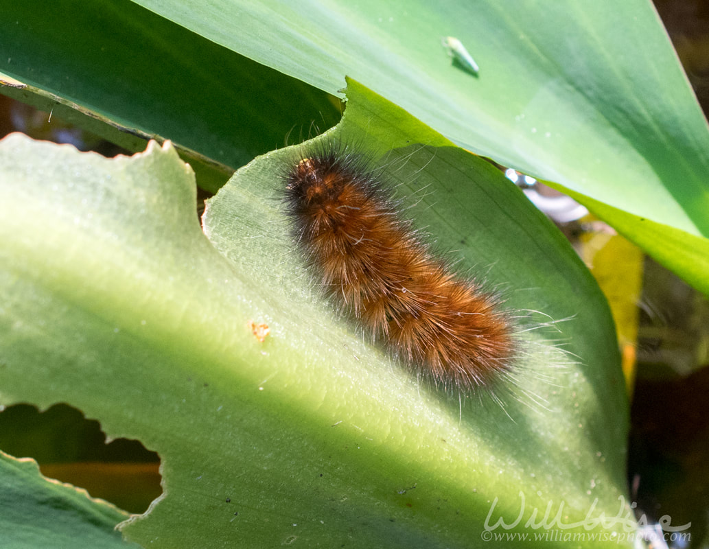 Tiger Moth caterpillar eating Golden Club leaves in Okefenokee Swamp, Georgia USA Picture