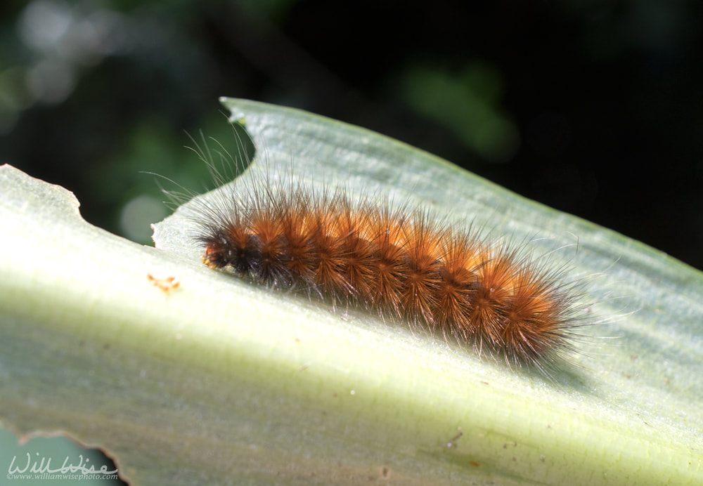 Okefenokee Tiger Moth Caterpillar Picture