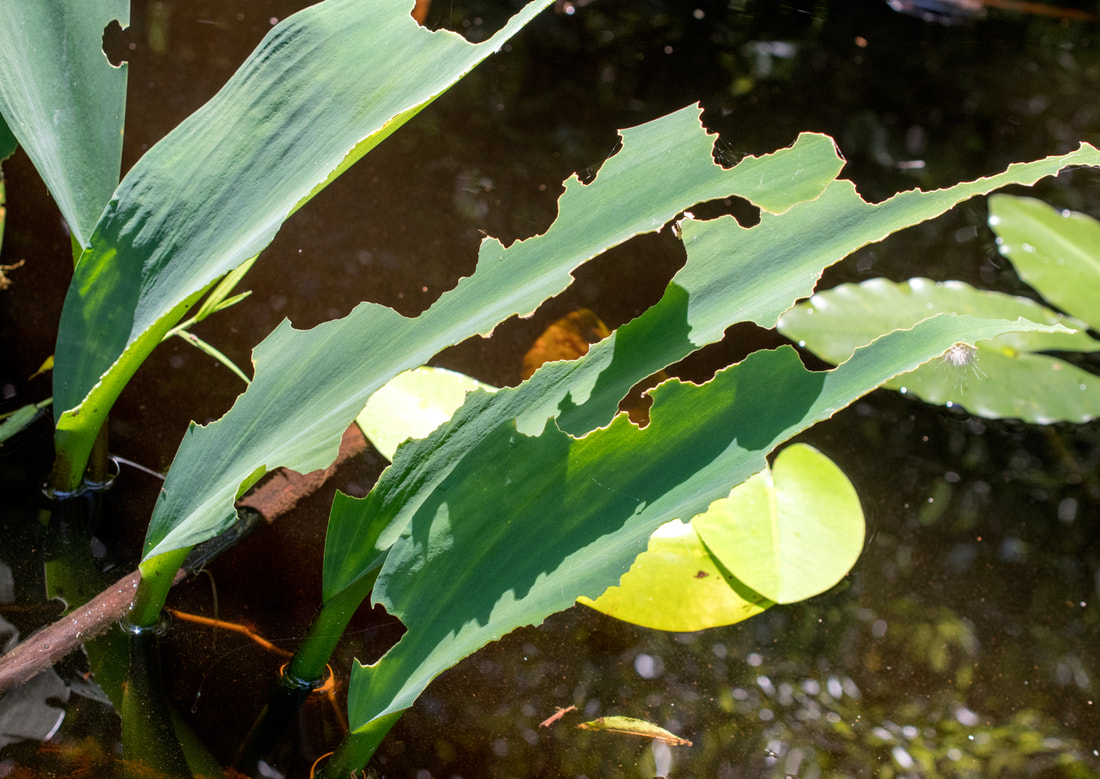 Tiger Moth caterpillar eating Golden Club leaves in Okefenokee Swamp, Georgia USA Picture