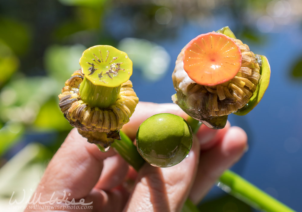Stages of Yellow Water Lily spatterdock flower and fruit Picture