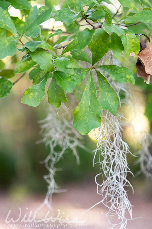 Water Oak and Spanish Moss Picture