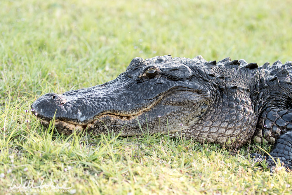 Large American Alligator head close up portrait, Okeffenokee Swamp Georgia Picture