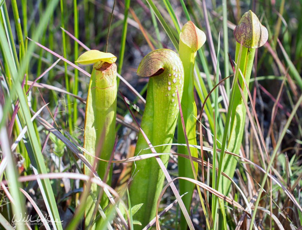 Okefenokee Hooded Pitcher Plant Picture