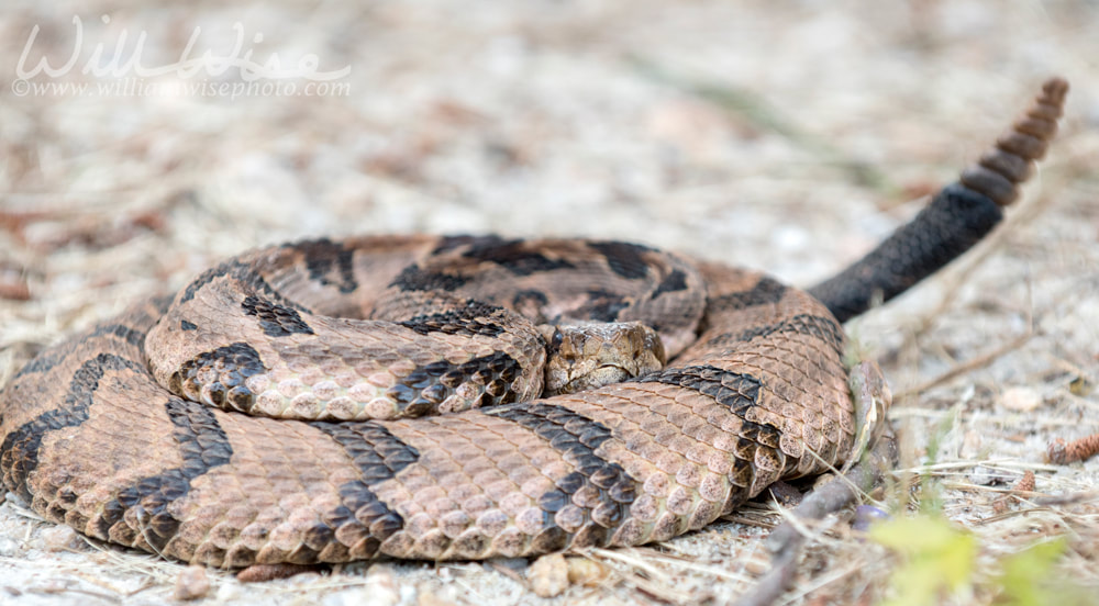 Canebrake Timber Rattlesnake coiled rattling and ready to strike Picture