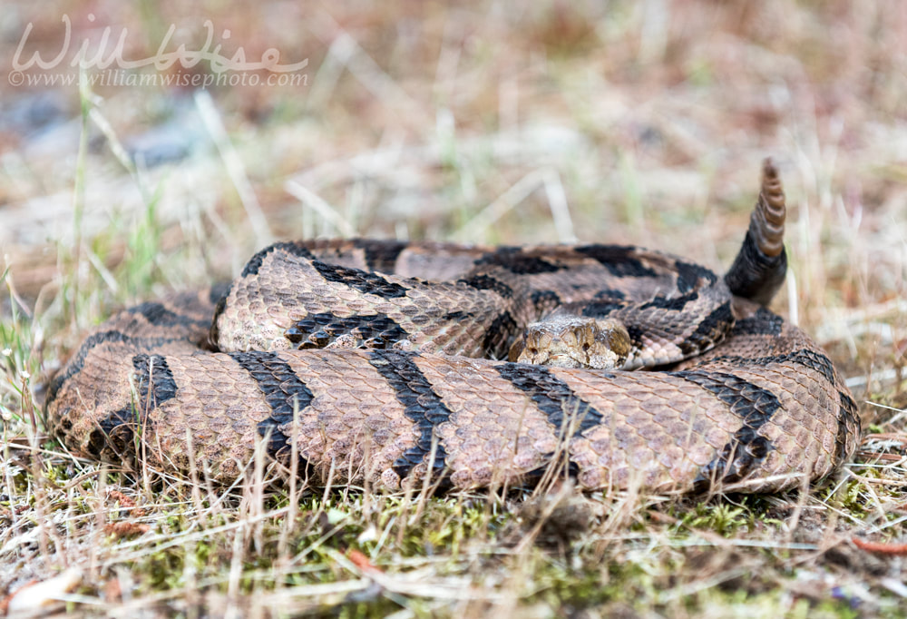 Canebrake Timber Rattlesnake coiled rattling and ready to strike Picture
