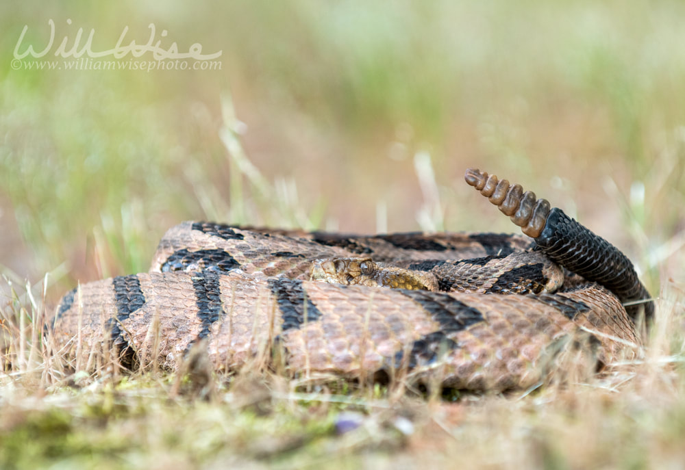 Canebrake Timber Rattlesnake coiled rattling and ready to strike Picture
