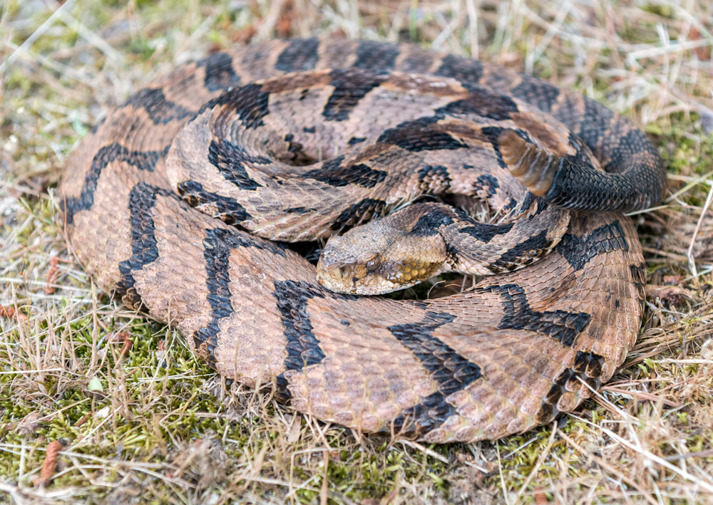 Canebrake Timber Rattlesnake coiled rattling and ready to strike Picture