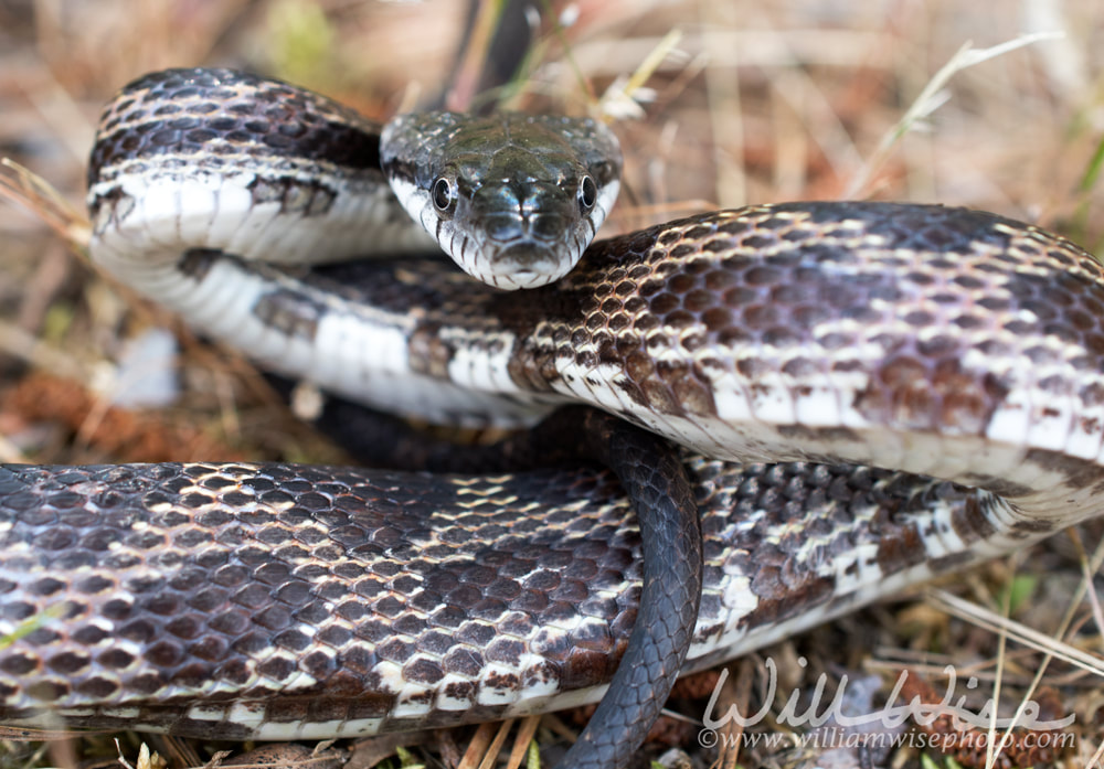 Rat Snake coiled and ready to strike, Georgia USA Picture