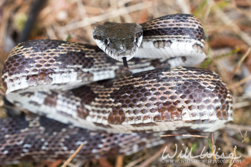 Rat Snake coiled and ready to strike, Georgia USA Picture