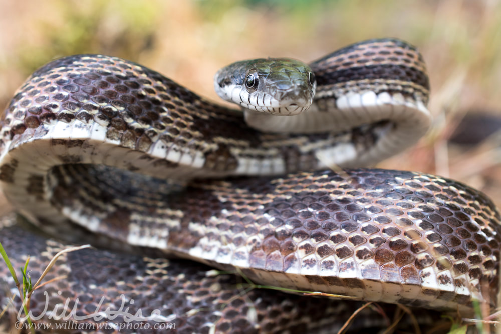 Rat Snake coiled and ready to strike, Georgia USA Picture